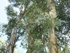Melaleuca cajuputi cumingiana