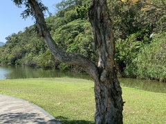 Melaleuca cajuputi cumingiana