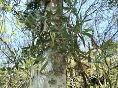 Melaleuca cajuputi cumingiana