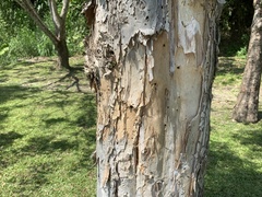Melaleuca cajuputi cumingiana