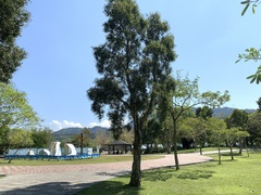 Melaleuca cajuputi cumingiana