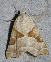 Plataea blanchardaria