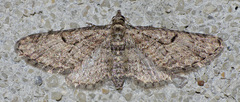 Eupithecia bolterii