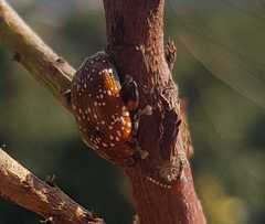 Asiophrida scaphoides