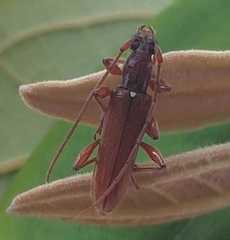 Ceresium sinicum ornaticolle