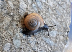 Helminthoglypta carpenteri