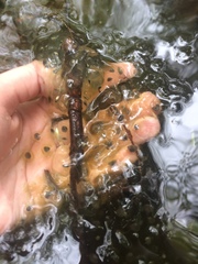 Lithobates sylvaticus