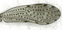 Hemipsocidae