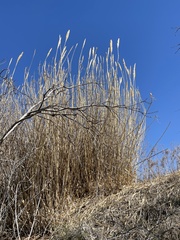 Arundo donax