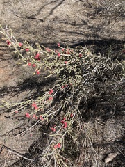 Cylindropuntia leptocaulis