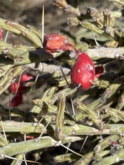 Cylindropuntia leptocaulis