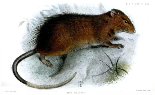 Maclear's Rat (Rattus macleari), listed as Extinct on the IUCN Red List