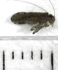 Hemipsocidae