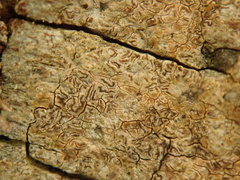 Enterographa pallidella