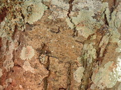 Enterographa pallidella