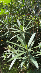 Nerium oleander