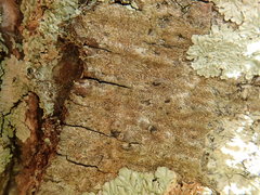 Enterographa pallidella