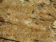 Enterographa pallidella