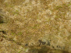 Enterographa pallidella