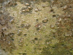 Enterographa pallidella