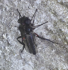 Bibio femoratus