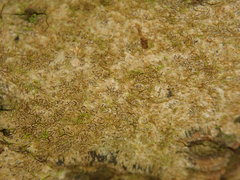 Enterographa pallidella