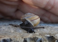 Helminthoglypta carpenteri