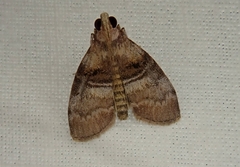 Pococera militella