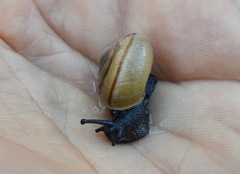 Helminthoglypta carpenteri