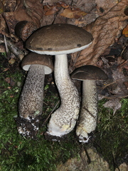 Leccinum snellii