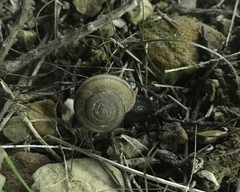 Helminthoglypta carpenteri