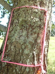 Enterographa pallidella