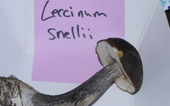 Leccinum snellii