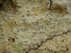 Platygramme mucronata