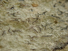 Platygramme mucronata