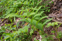 Polygonatum pubescens