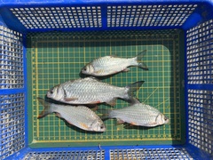 Systomus orphoides