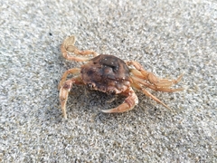 Nectocarcinus antarcticus