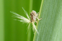 Scolypopa