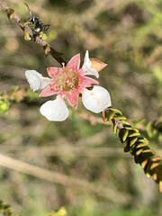 Leptospermum epacridoideum