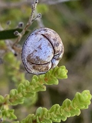 Leptospermum epacridoideum