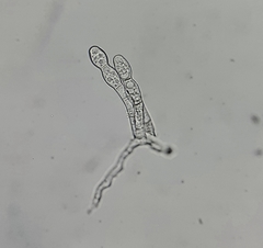 Neoerysiphe galeopsidis