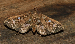 Ischnurges illustralis