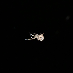 Uloborus diversus