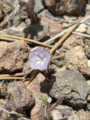 Phacelia exilis