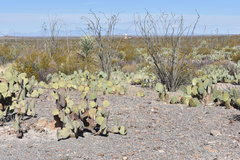 Opuntia rufida