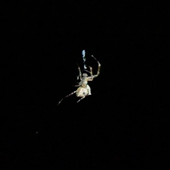 Uloborus diversus