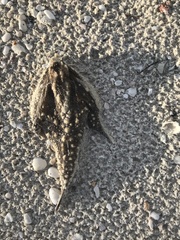 Ogcocephalus cubifrons