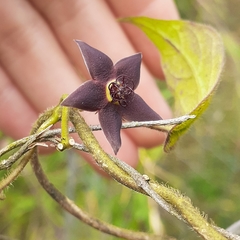 Matelea porphyrantha