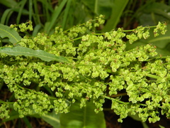 Rumex orthoneurus